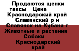 Продаются щенки таксы › Цена ­ 2 500 - Краснодарский край, Славянский р-н, Славянск-на-Кубани г. Животные и растения » Собаки   . Краснодарский край